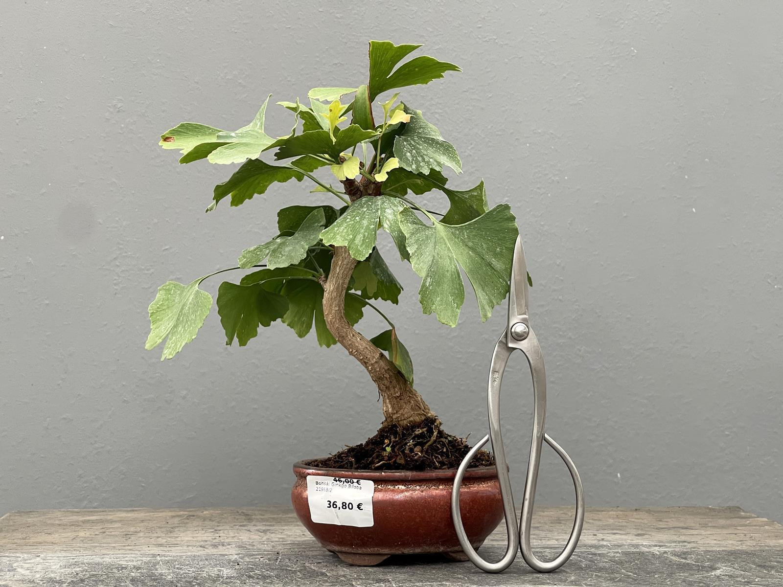 Bonsái Ginkgo Biloba 21963/2