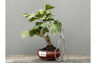 Bonsái Ginkgo Biloba 21963/2