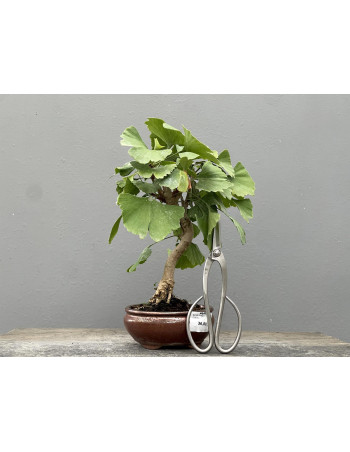 Bonsái Ginkgo Biloba 21963/1
