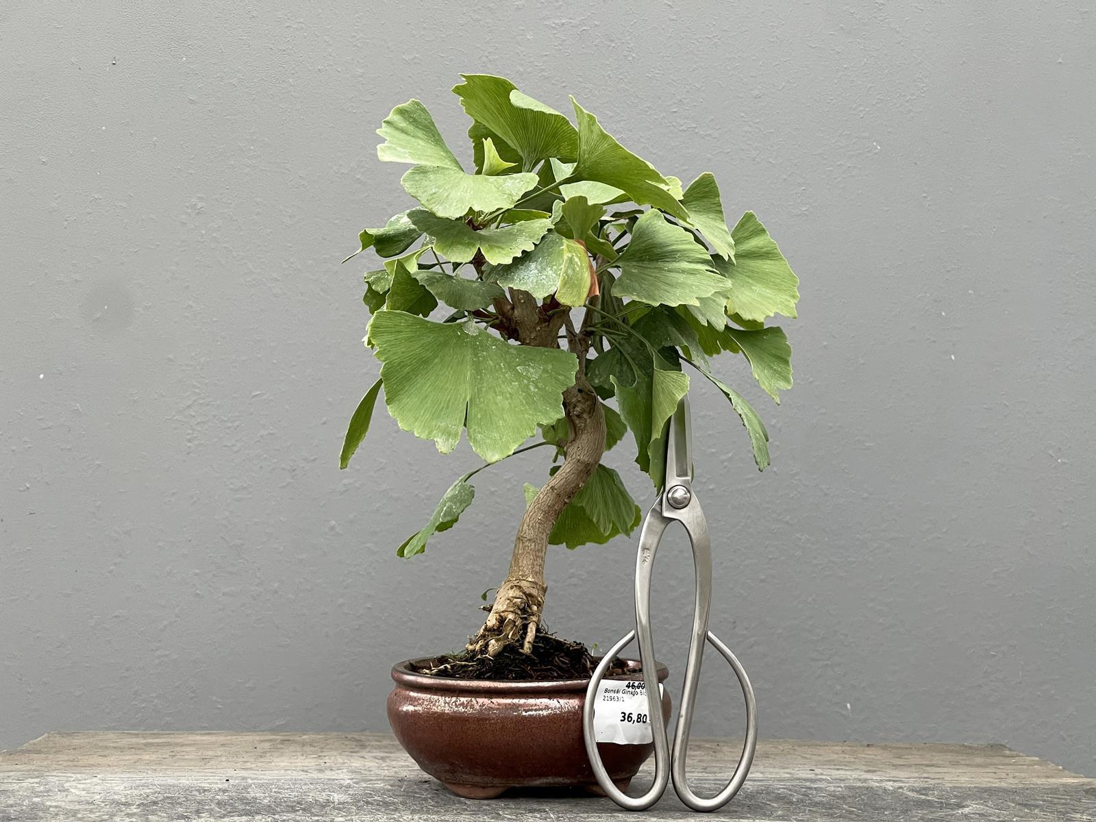 Bonsái Ginkgo Biloba 21963/1