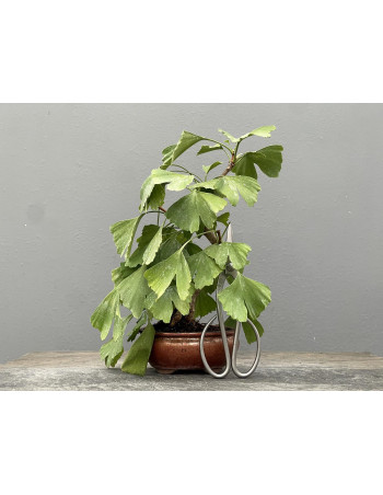Bonsái Ginkgo Biloba 21963/3