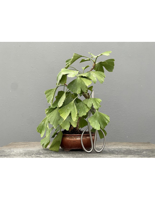 Bonsái Ginkgo Biloba 21963/3