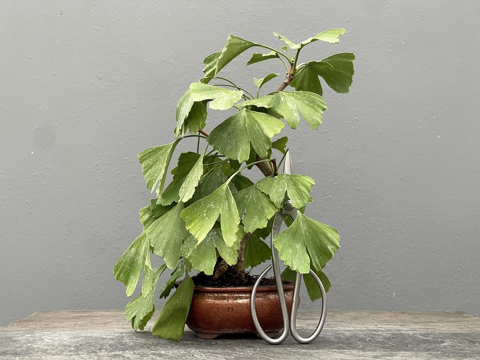 Bonsái Ginkgo Biloba 21963/3