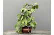 Bonsái Ginkgo Biloba 21963/3