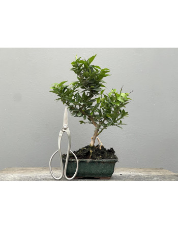 Bonsái Citrus Myrtifolia – Naranjo 21960/3