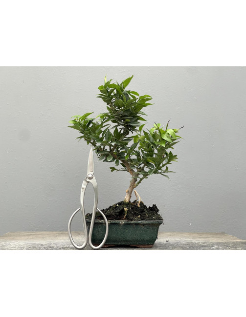 Bonsái Citrus Myrtifolia – Naranjo 21960/3