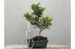 Bonsái Citrus Myrtifolia – Naranjo 21960/3