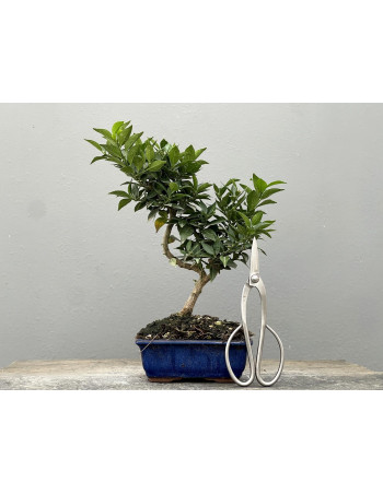 Bonsái Citrus Myrtifolia – Naranjo 21960/1