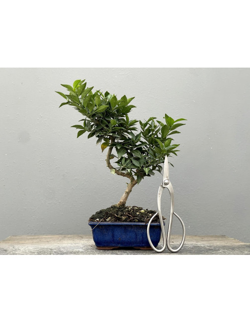 Bonsái Citrus Myrtifolia – Naranjo 21960/1