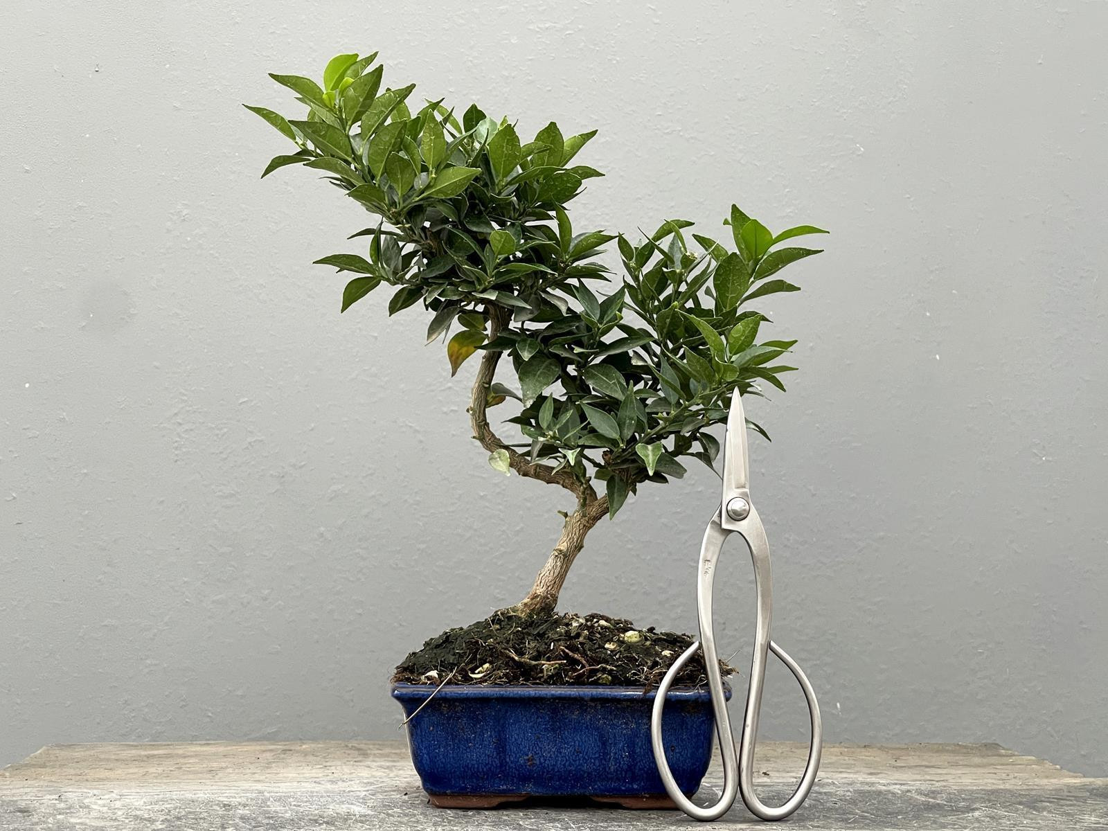 Bonsái Citrus Myrtifolia – Naranjo 21960/1