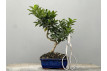 Bonsái Citrus Myrtifolia – Naranjo 21960/1