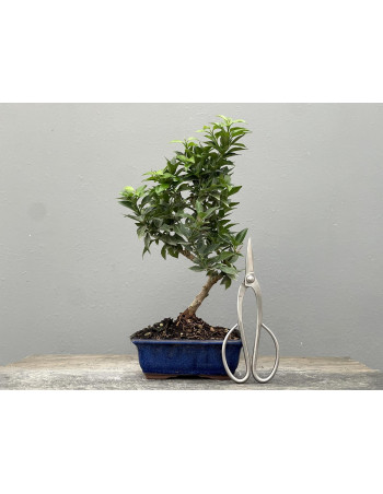 Bonsái Citrus Myrtifolia – Naranjo 21960/2