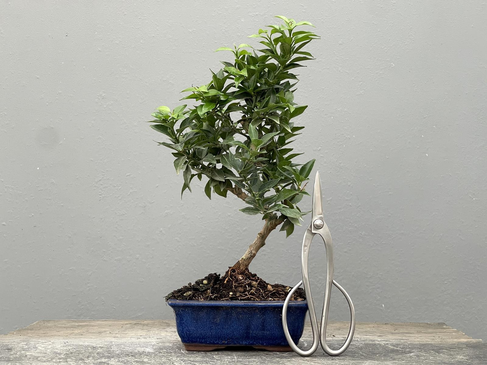Bonsái Citrus Myrtifolia – Naranjo 21960/2