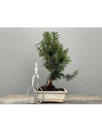 Bonsái Taxus Media – Tejo 21975/4