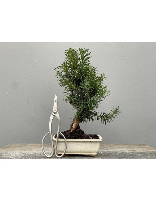 Bonsái Taxus Media – Tejo 21975/4