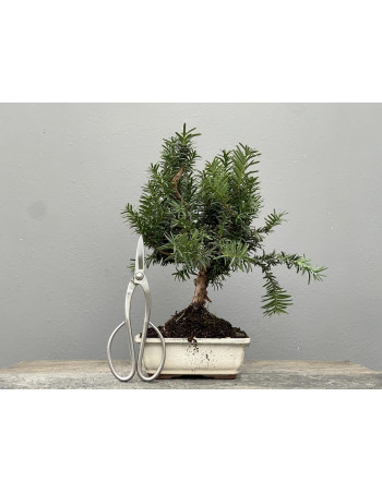 Bonsái Taxus Media – Tejo 21975/1