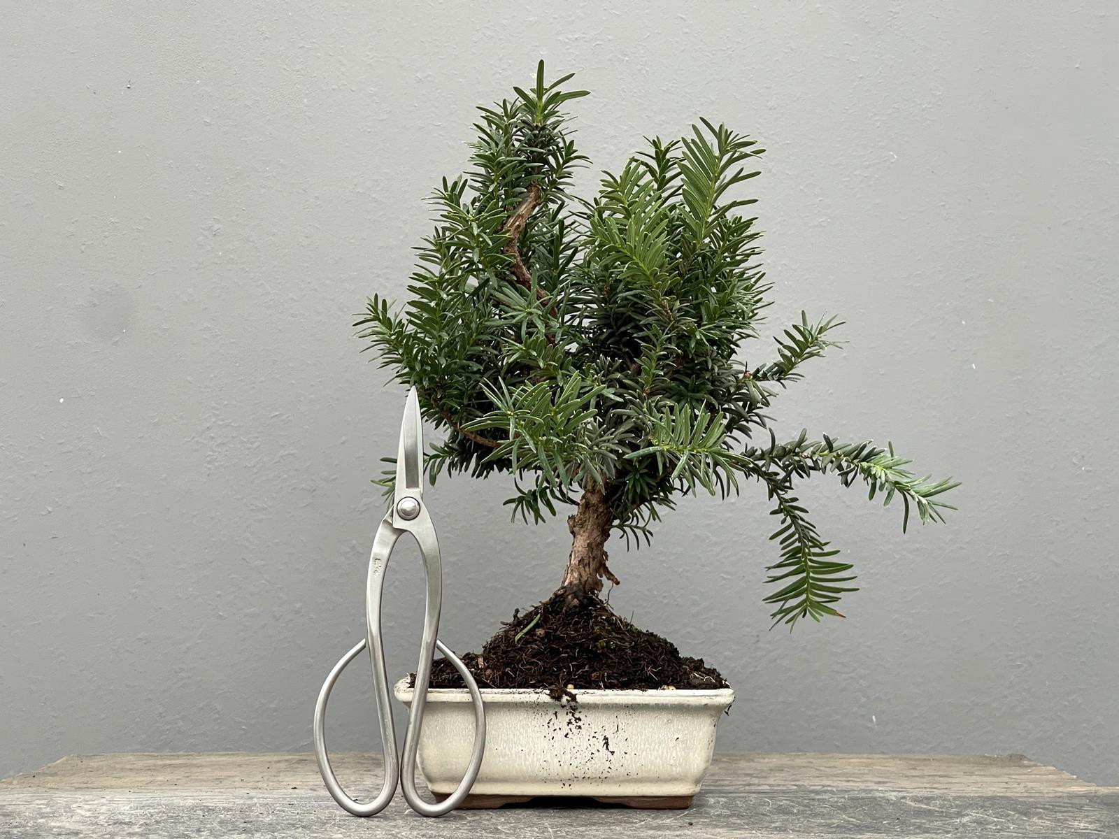 Bonsái Taxus Media – Tejo 21975/1