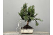 Bonsái Taxus Media – Tejo 21975/1