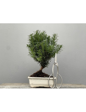 Bonsái Taxus Media – Tejo 21975/2