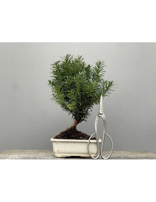 Bonsái Taxus Media – Tejo 21975/2