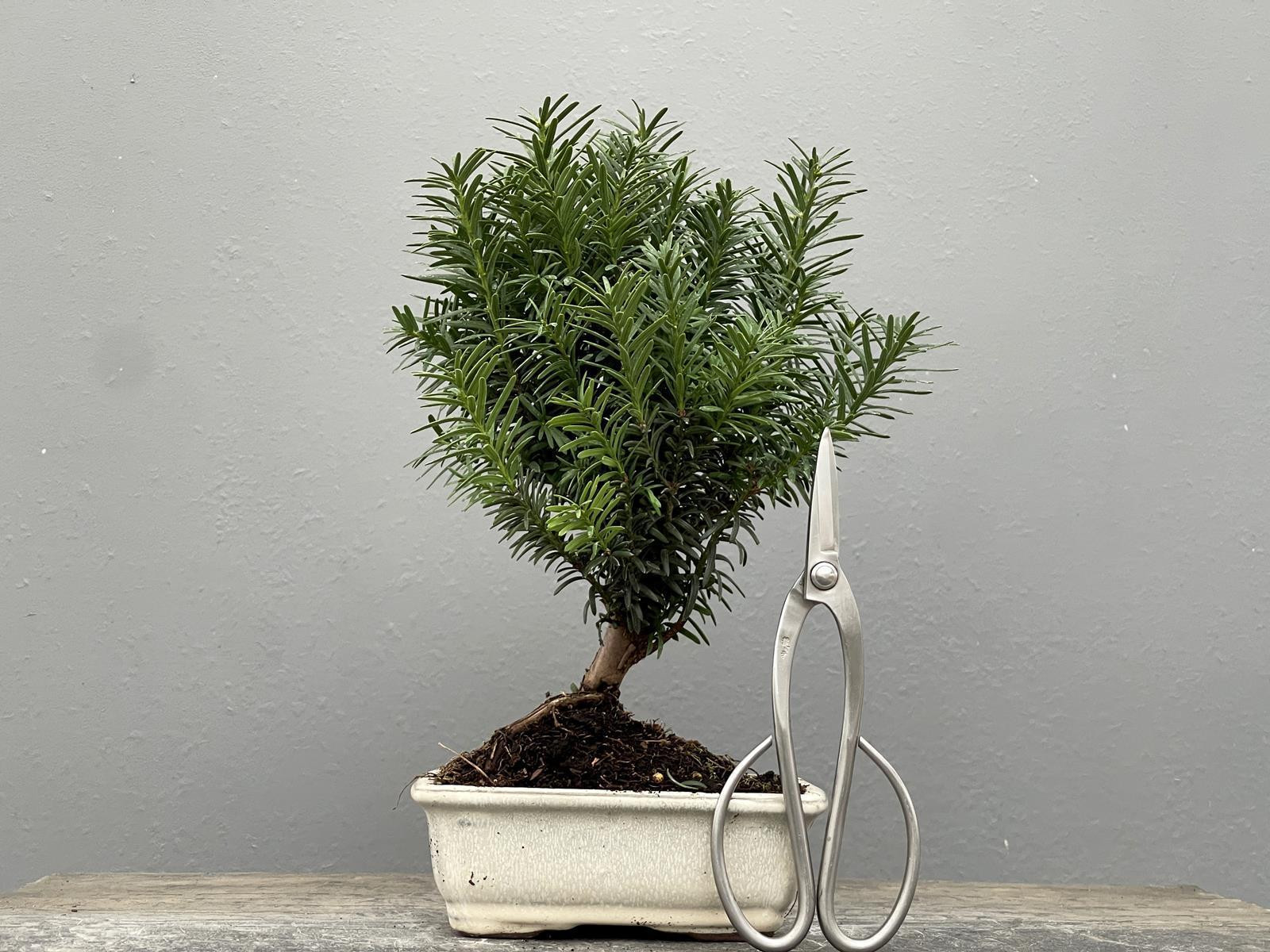 Bonsái Taxus Media – Tejo 21975/2