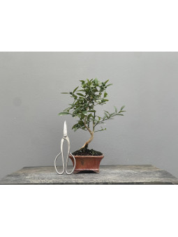 Bonsái Citrus Kinzu   Naranjo 22030/1
