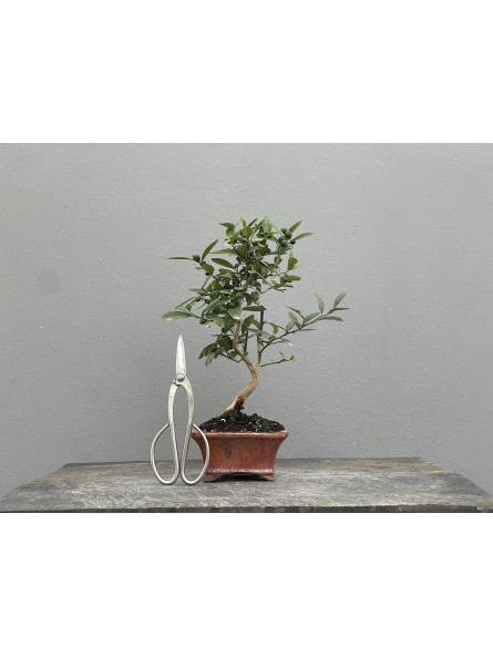 Bonsái Citrus Kinzu   Naranjo 22030/1