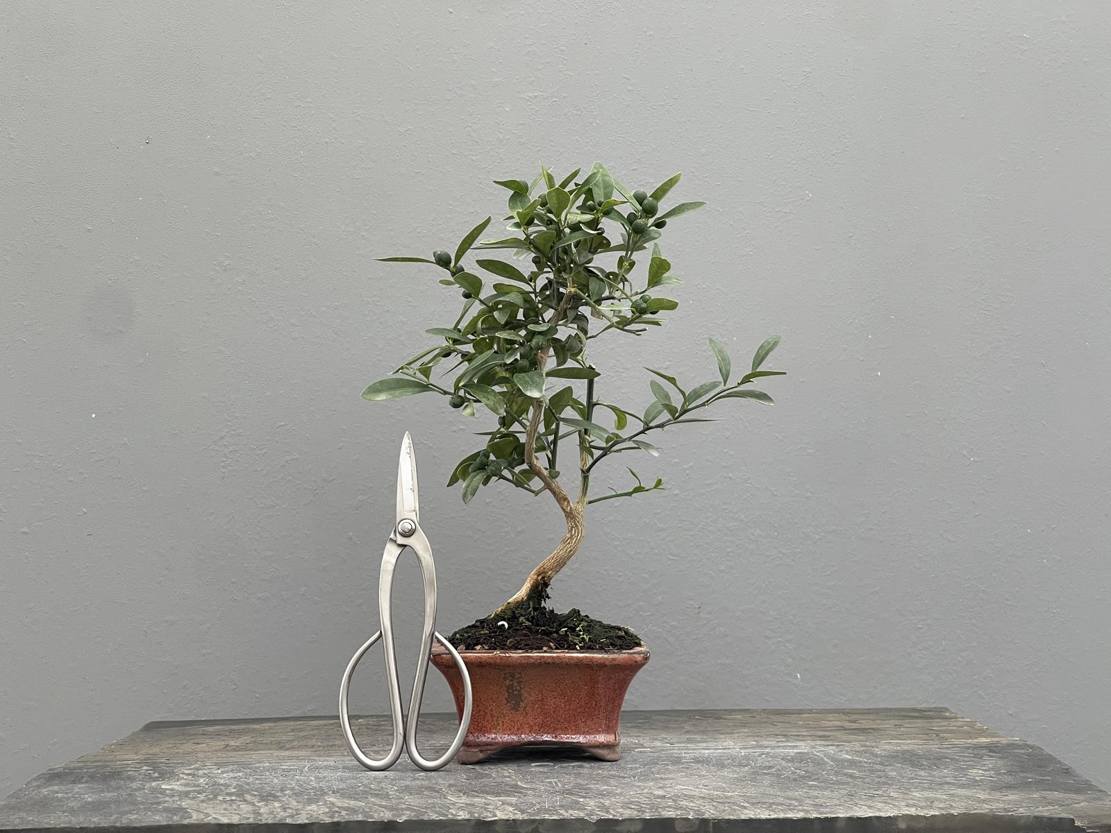 Bonsái Citrus Kinzu   Naranjo 22030/1