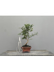 Bonsái Citrus Kinzu   Naranjo 22030/1