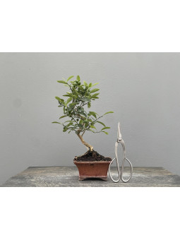 Bonsái Citrus Kinzu   Naranjo 22030/3