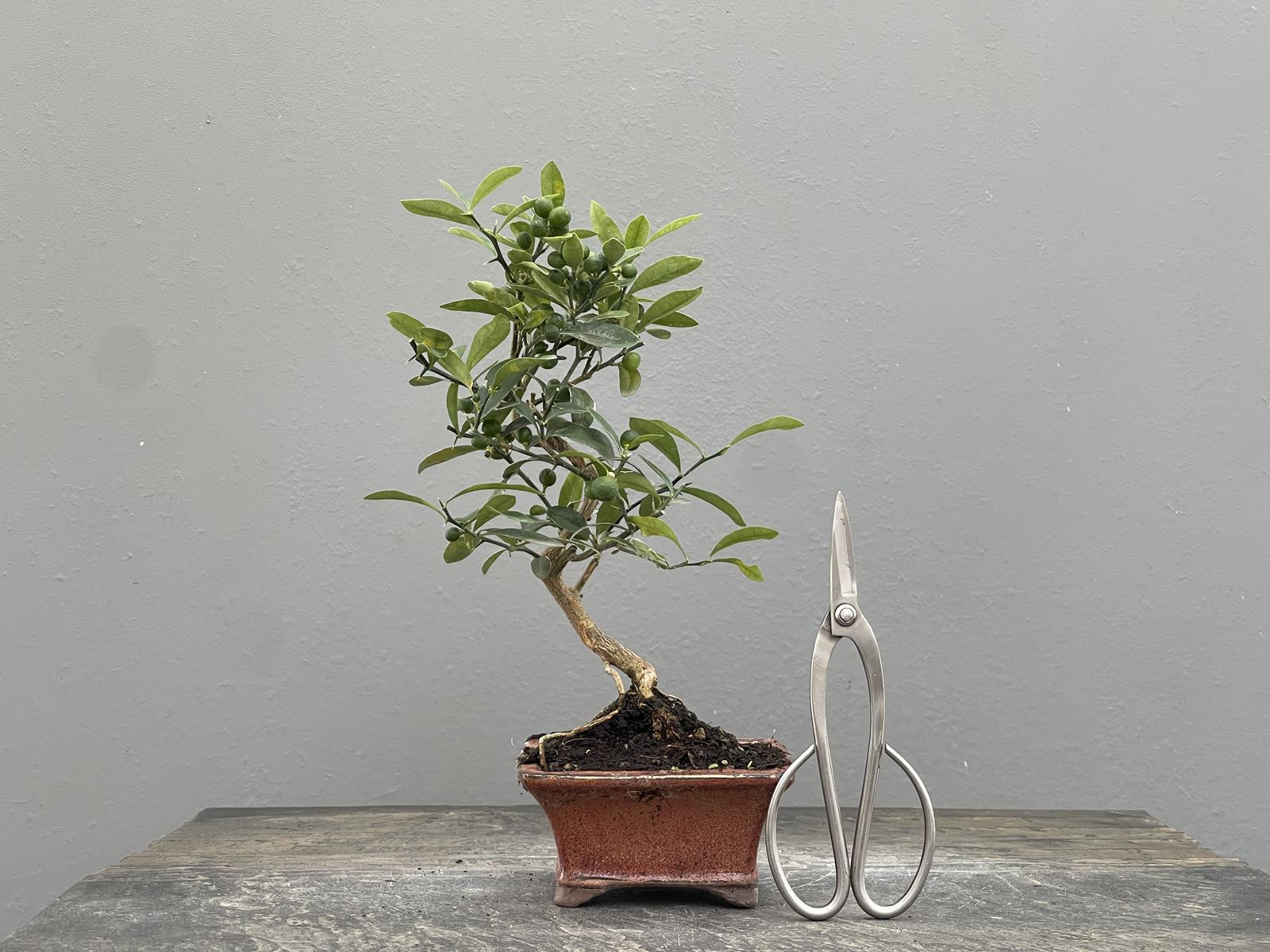 Bonsái Citrus Kinzu   Naranjo 22030/3