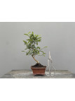 Bonsái Citrus Kinzu   Naranjo 22030/3