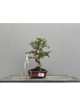 Bonsái Punica Granatum Nejikan   Granado 22032/1