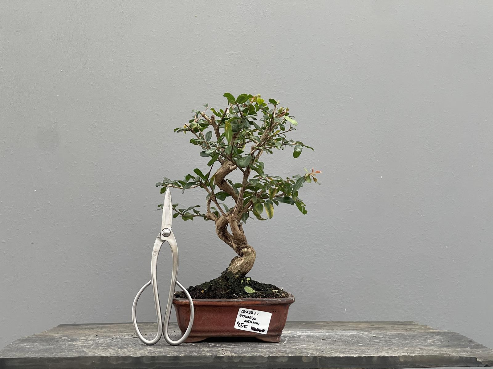 Bonsái Punica Granatum Nejikan   Granado 22032/1