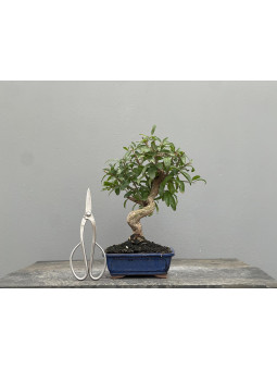 Bonsái Punica Granatum Nejikan   Granado 22032/3