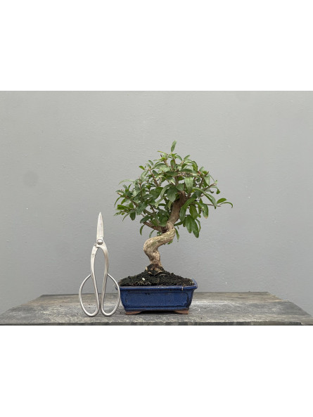 Bonsái Punica Granatum Nejikan   Granado 22032/3