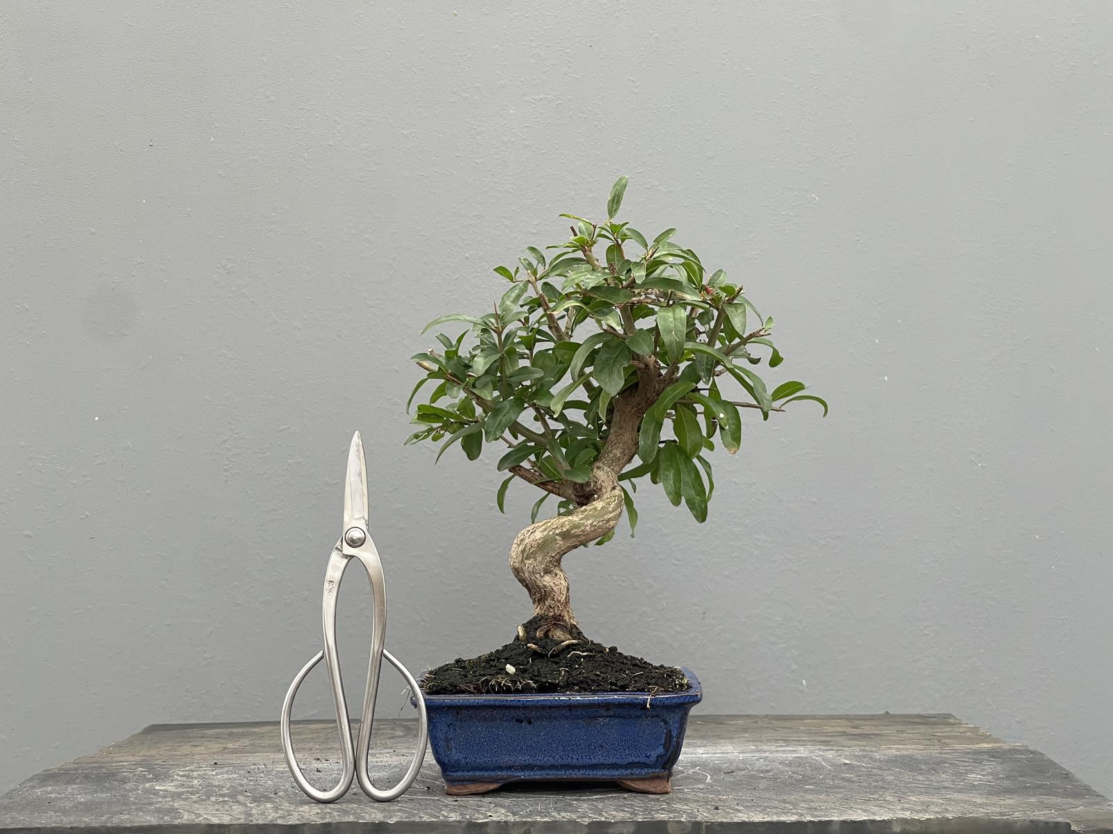 Bonsái Punica Granatum Nejikan   Granado 22032/3