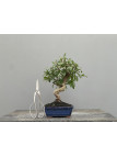 Bonsái Punica Granatum Nejikan   Granado 22032/3