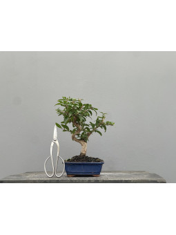 Bonsái Punica Granatum Nejikan   Granado 22032/4