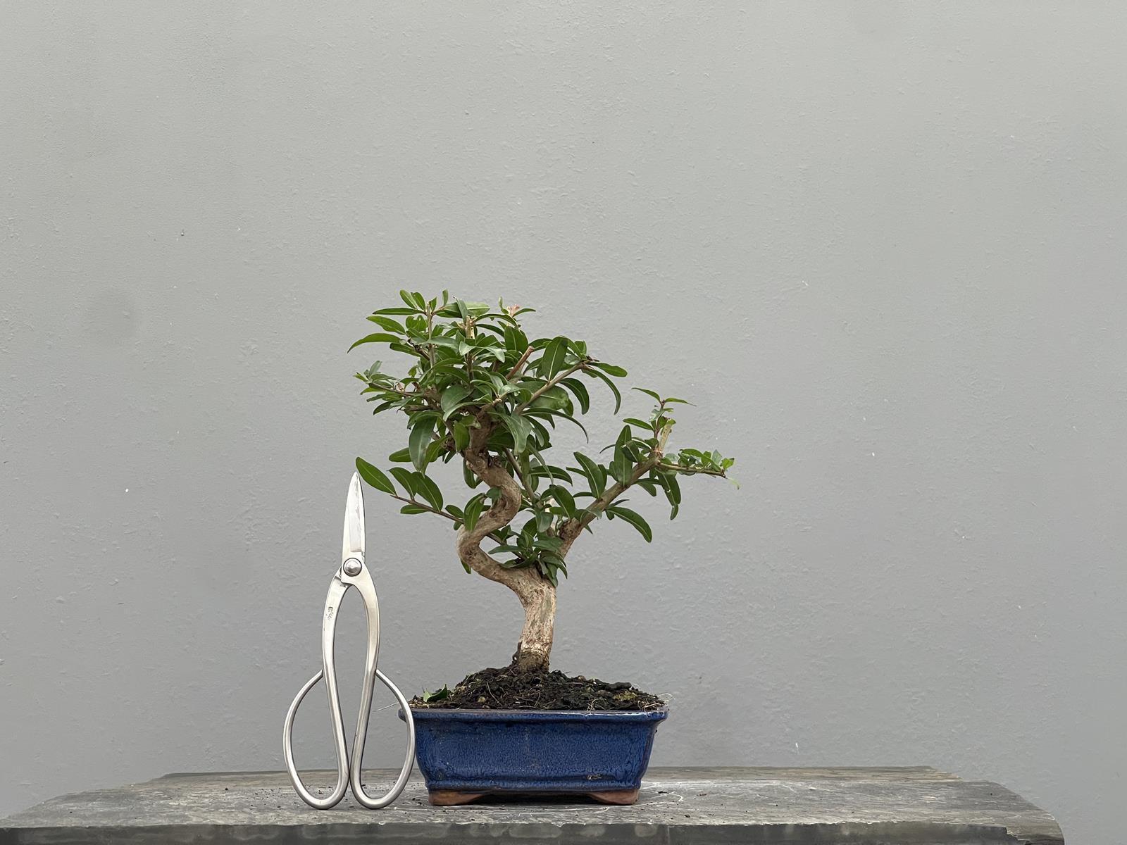Bonsái Punica Granatum Nejikan   Granado 22032/4