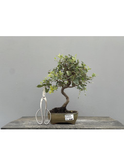 Bonsái Quercus Suber   Alcornoque 22036/3
