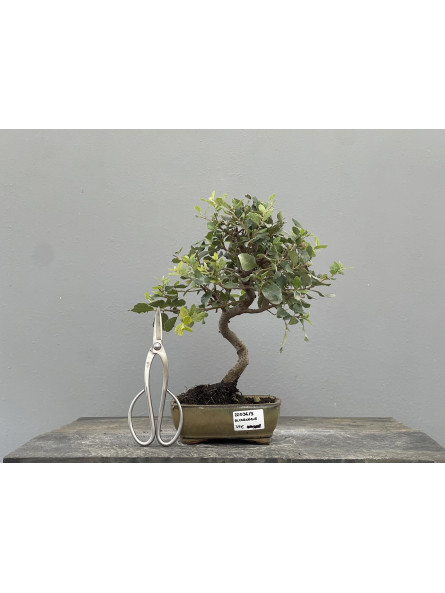 Bonsái Quercus Suber   Alcornoque 22036/3
