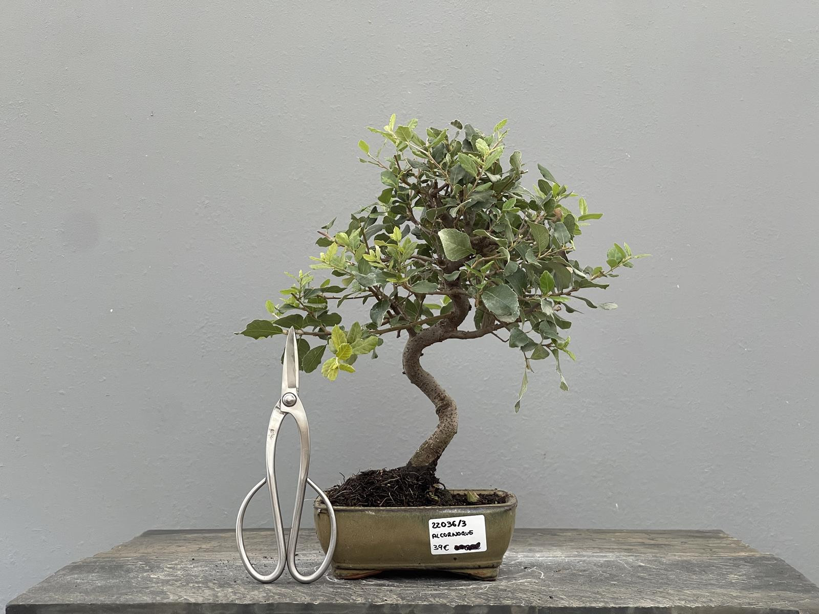 Bonsái Quercus Suber   Alcornoque 22036/3