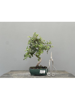 Bonsái Quercus Suber   Alcornoque 22036/2