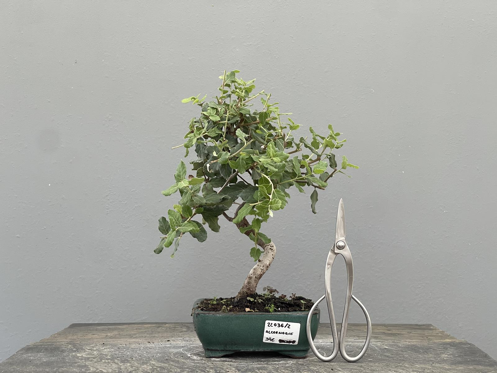 Bonsái Quercus Suber   Alcornoque 22036/2