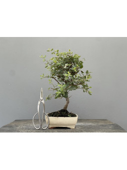 Bonsái Quercus Suber   Alcornoque 22036/1