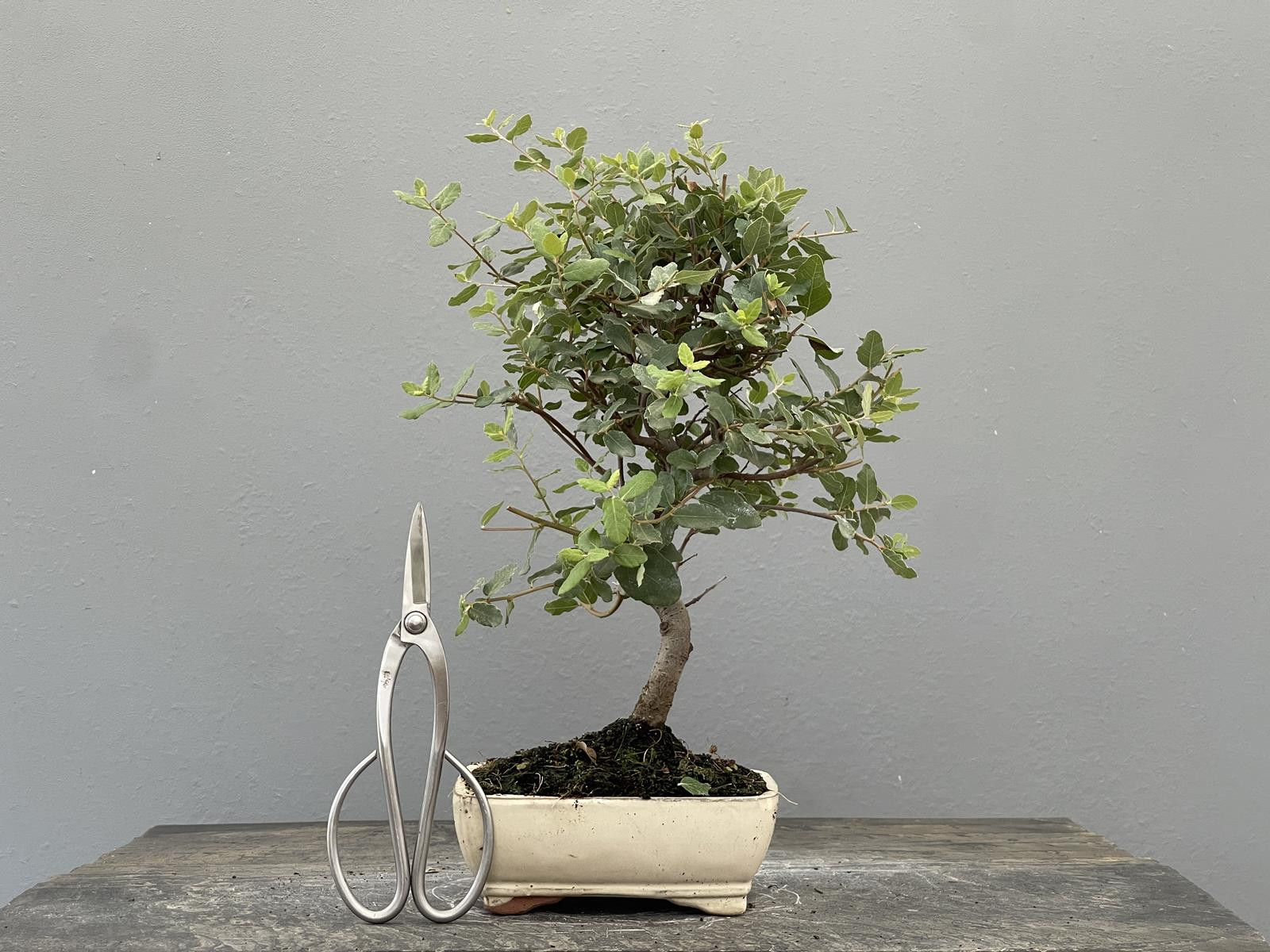 Bonsái Quercus Suber   Alcornoque 22036/1