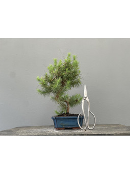 Bonsái Pinus Halepensis   P.Halepensis 22037/1