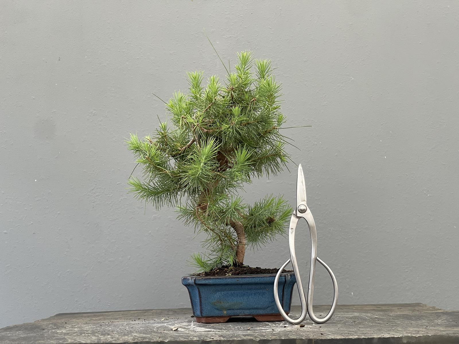 Bonsái Pinus Halepensis   P.Halepensis 22037/1