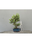 Bonsái Pinus Halepensis   P.Halepensis 22037/1